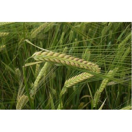 BAYBURT DÖVÜLMÜŞ ARPA 1 KG